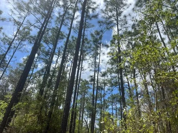 a view of forest