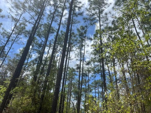 a view of forest