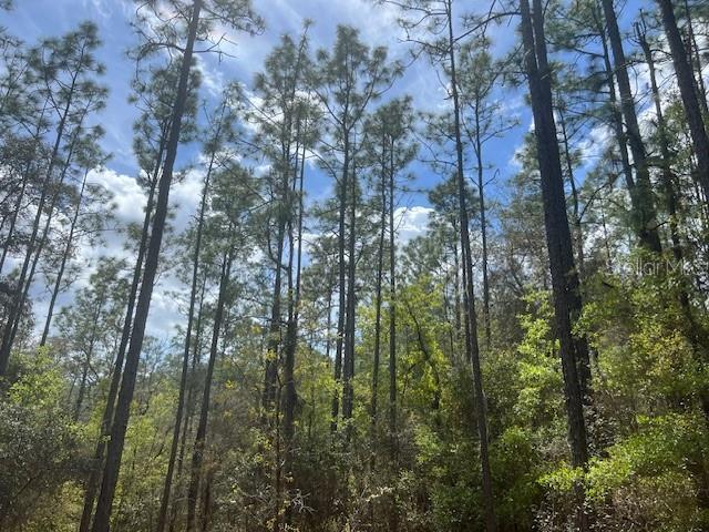 181 Whirlwind Loop Hawthorne, FL 32640 - Photo 2 of 8 a view of forest