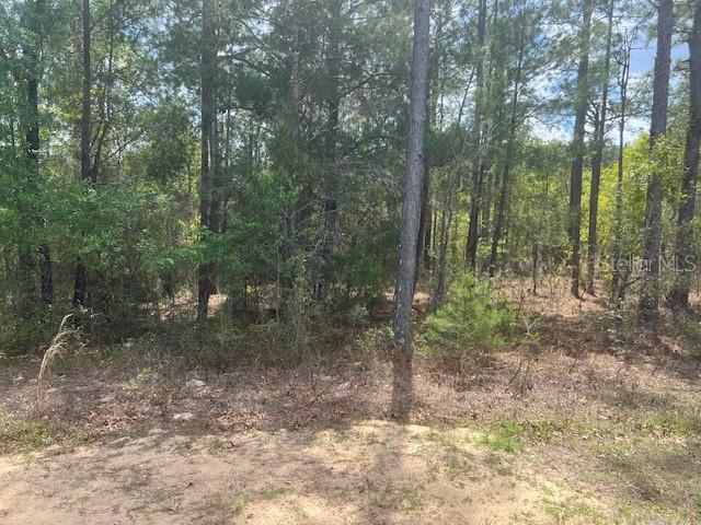 181 Whirlwind Loop Hawthorne, FL 32640 - Photo 3 of 8 a view of a forest