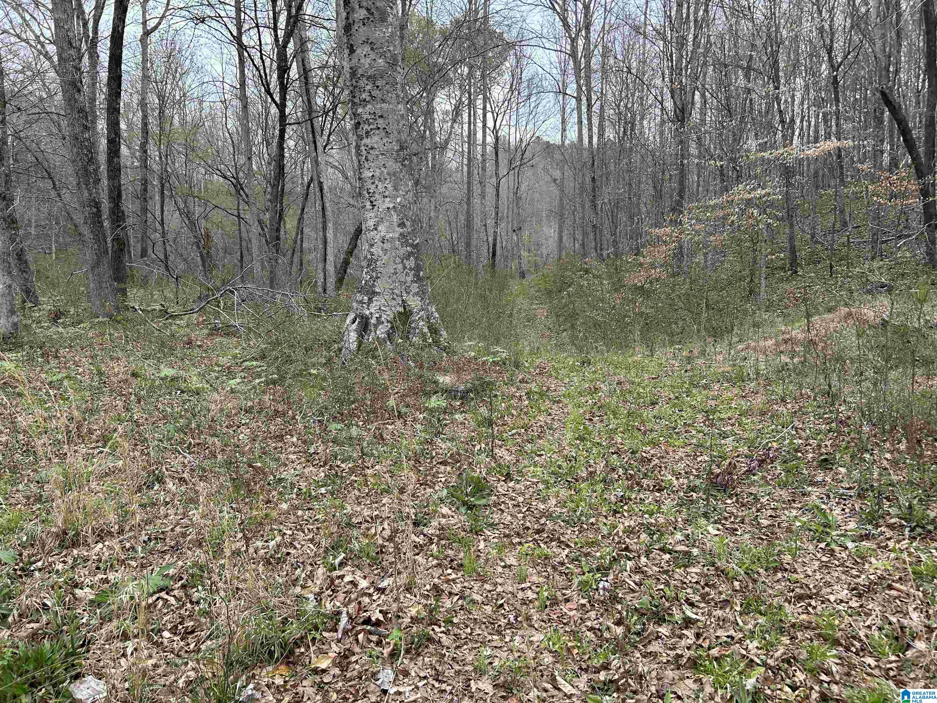 Lot 16 Turkey Bend Drive, Unit 16 Addison, AL 35540 - Photo 4 of 19