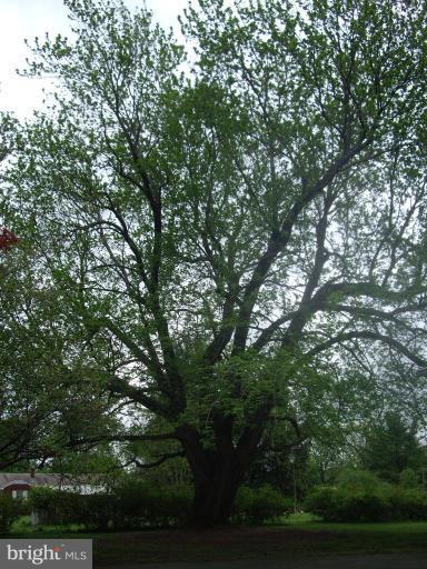 14542 Lightner Road Haymarket, VA 20169 - Photo 11 of 16 Historic tree on property dates pre civil war.