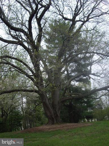 14542 Lightner Road Haymarket, VA 20169 - Photo 10 of 16 Natural beauty