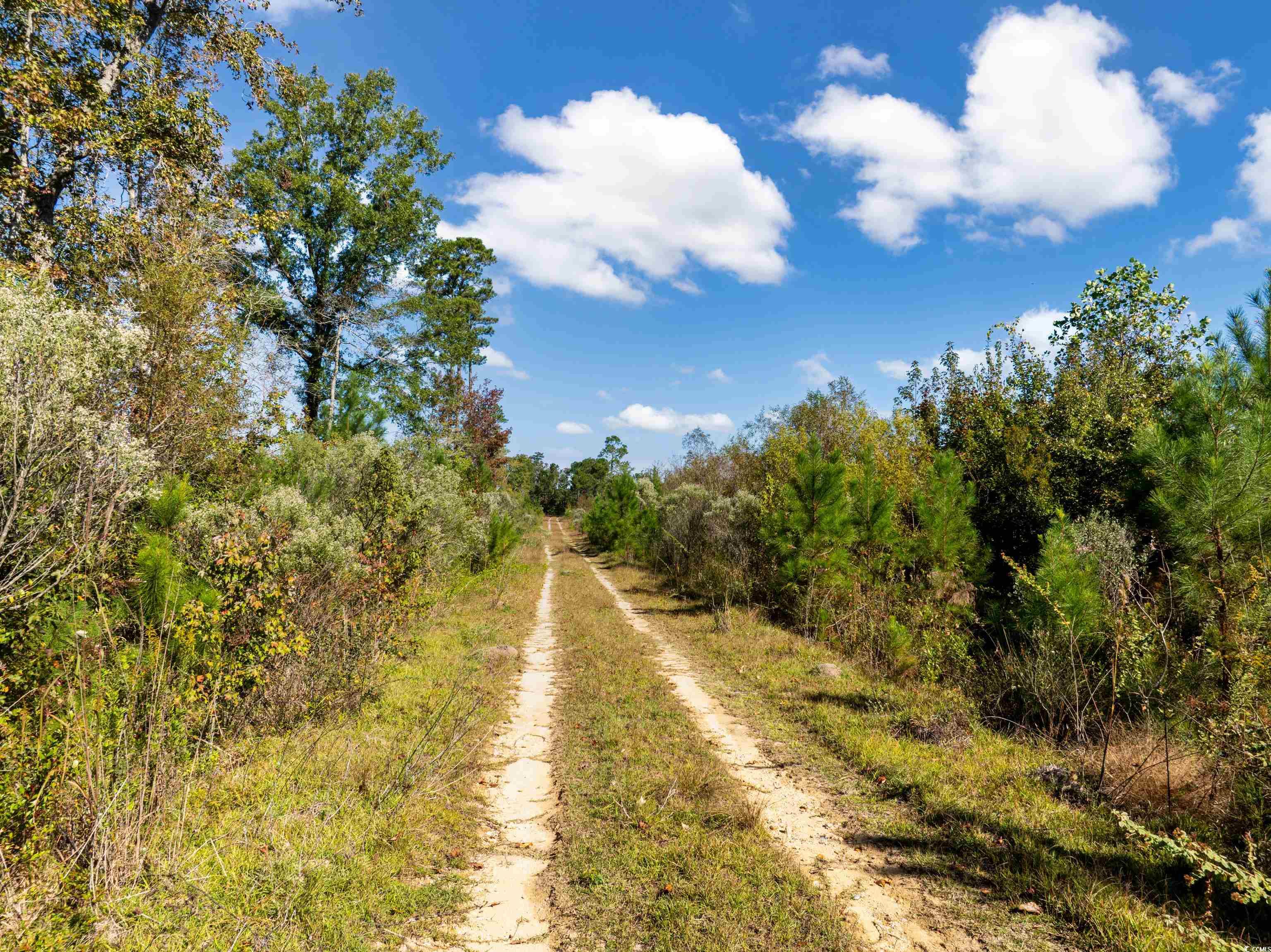Tbd J H Martin Road Galivants Ferry, SC 29544 - Photo 7 of 14
