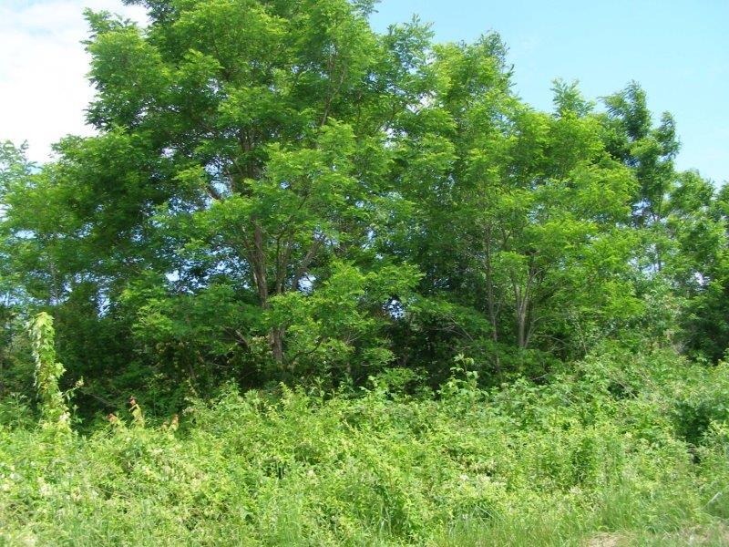 County Garage Road Crossville, TN 38555 - Photo 9 of 18 2004-12-31 23.00.00-19