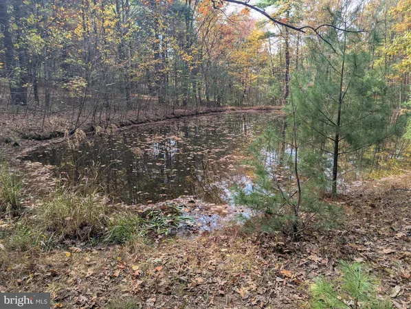 a view of a forest with trees in the background