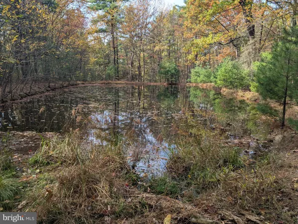 a view of a forest with trees