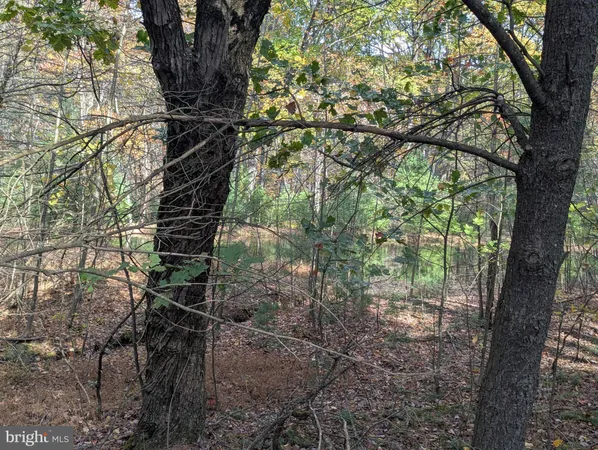 a view of a forest with trees in the background