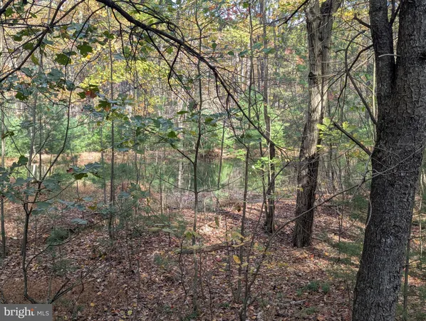 a view of a forest with trees in the background