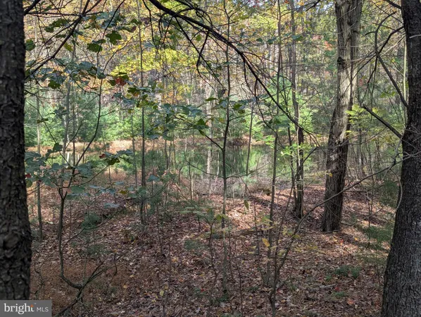 a view of a forest with trees in the background