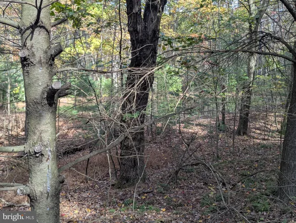 a view of a yard with trees