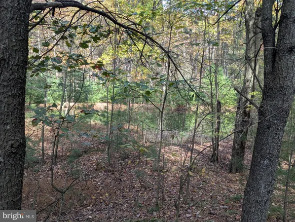 a view of a yard with trees