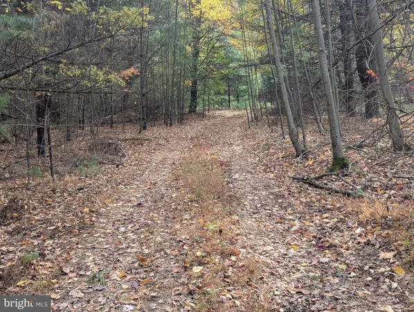 a view of a forest with trees in the background
