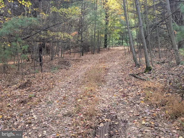 a view of a forest with trees