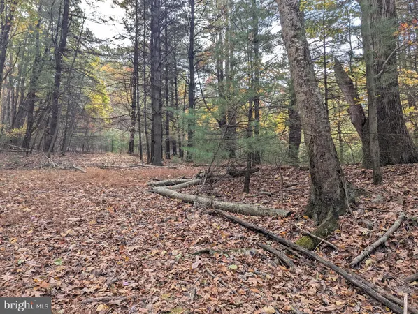 a view of a forest with trees in the background