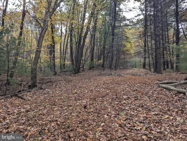 a view of a forest with trees in the background