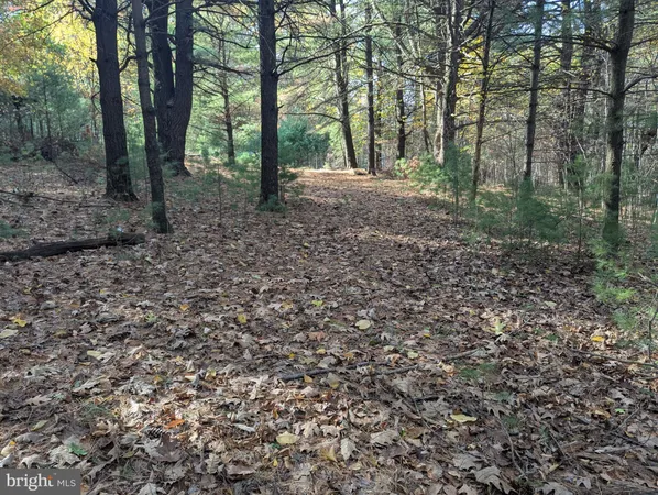 a view of a forest with trees in the background