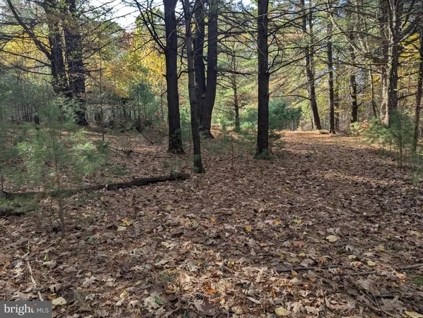 a view of a yard with large trees