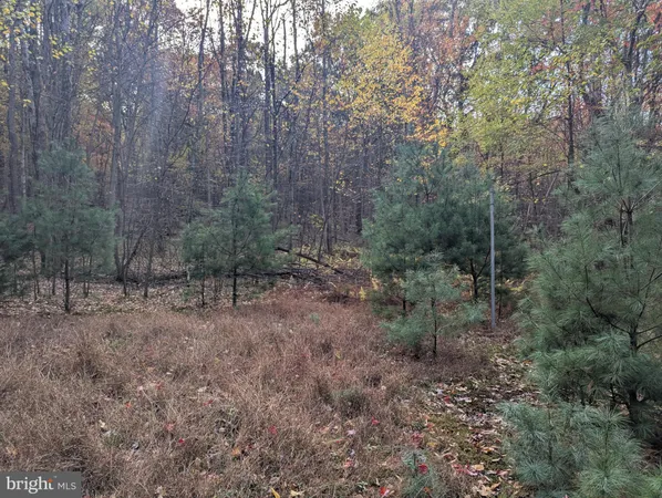 a view of a yard with plants and trees