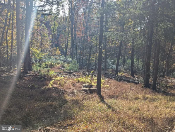 a view of a forest with trees in the background