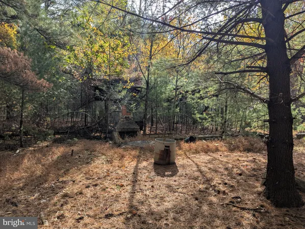 a view of a forest with trees in the background