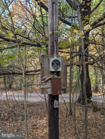 a view of a forest with a tree