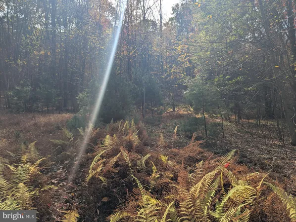 a view of a forest with a tree