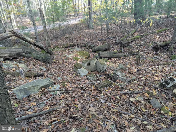 a view of a forest that has a tree
