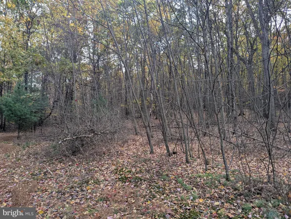 a view of a forest that has large trees