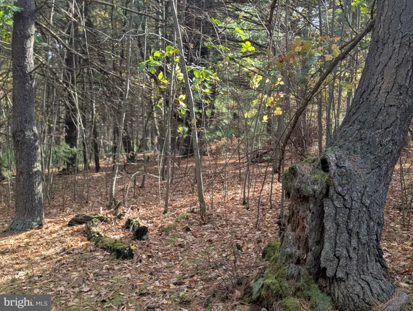 a view of a yard with plants and large trees