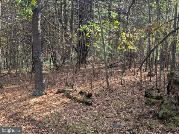 a view of a yard with large trees