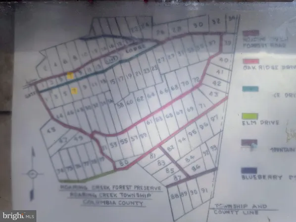 a view of a forest that has large trees