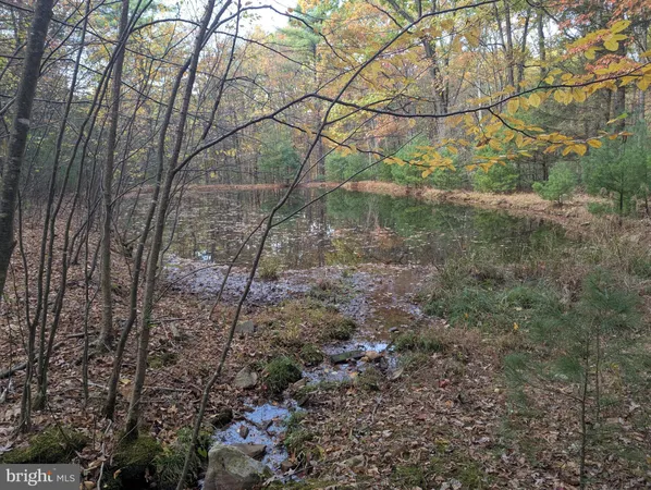 a view of a forest with trees in the background