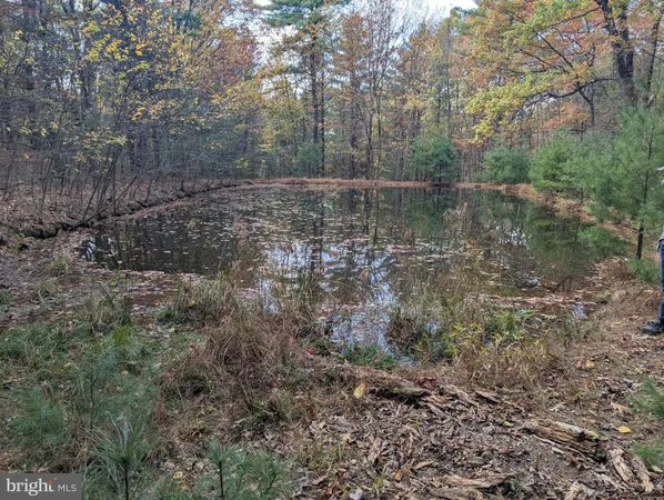 a view of a forest with a tree