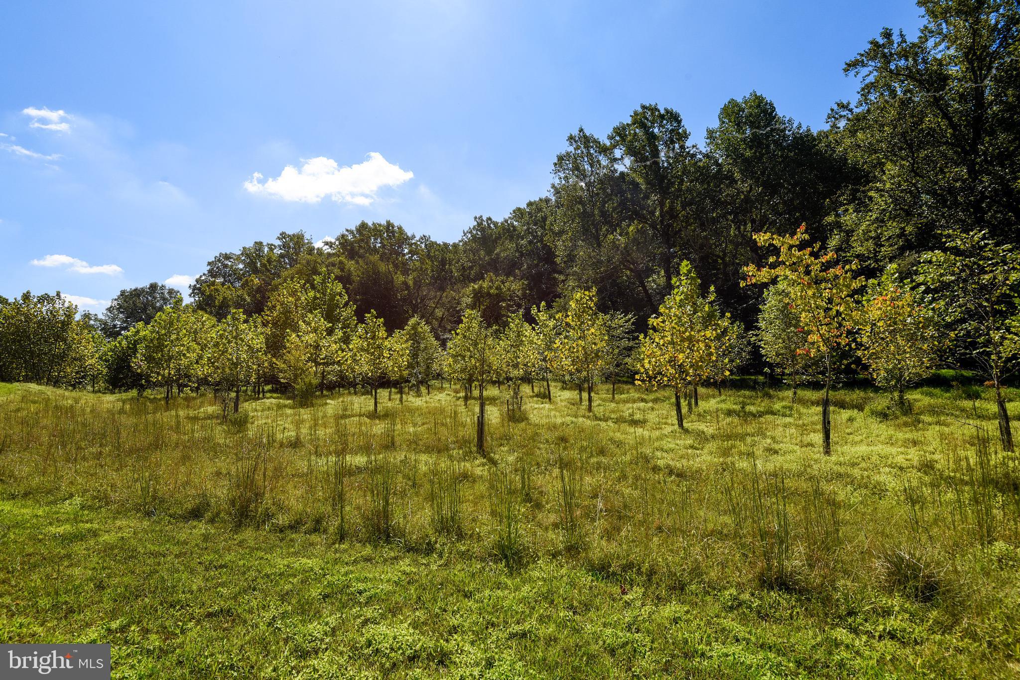 1550 Rabbit Hollow Place Silver Spring, MD 20906 - Photo 35 of 47 View from Patio
