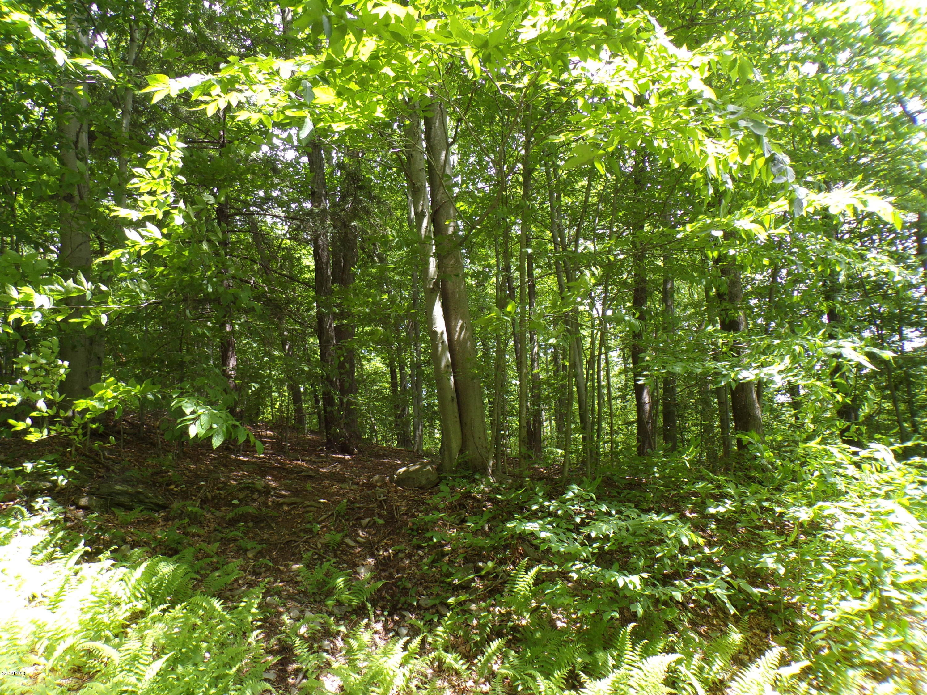 Dozy Road Pleasant Mount, PA 18453 - Photo 2 of 11