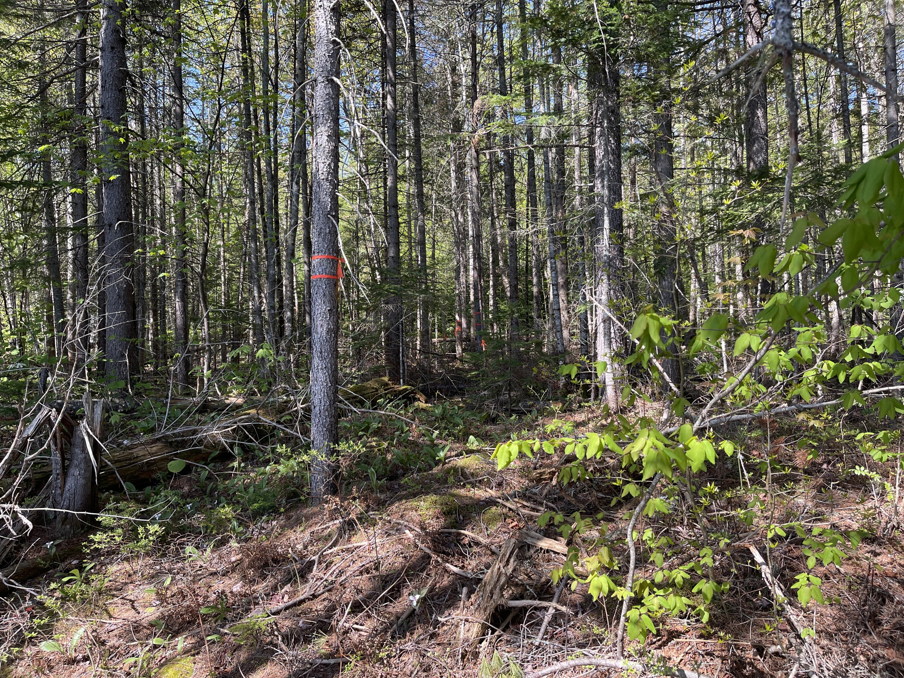 Lot 2 West Richardson Pond Road Oquossoc, ME 04964 - Photo 5 of 11 IMG_6723