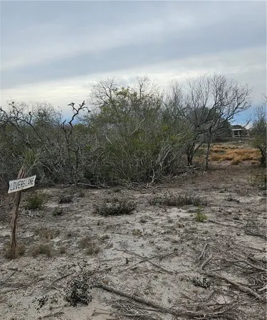 a view of a dry yard with trees and stairs