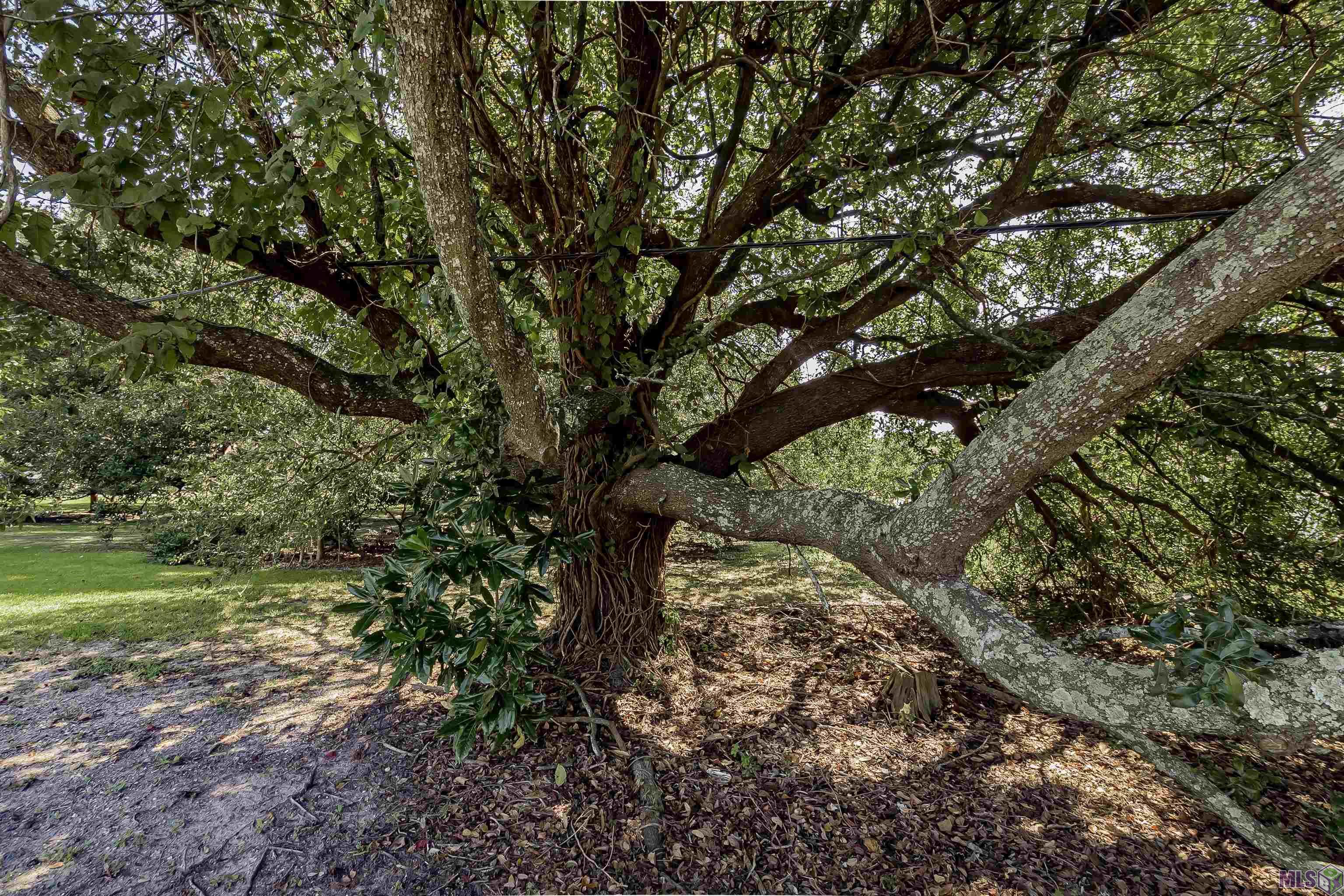 38327 Cornerview Road Gonzales, LA 70737 - Photo 42 of 43 Oaks