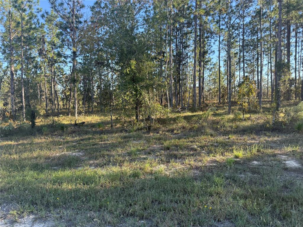 0 Southeast 73 Lane Morriston, FL 32668 - Photo 11 of 25