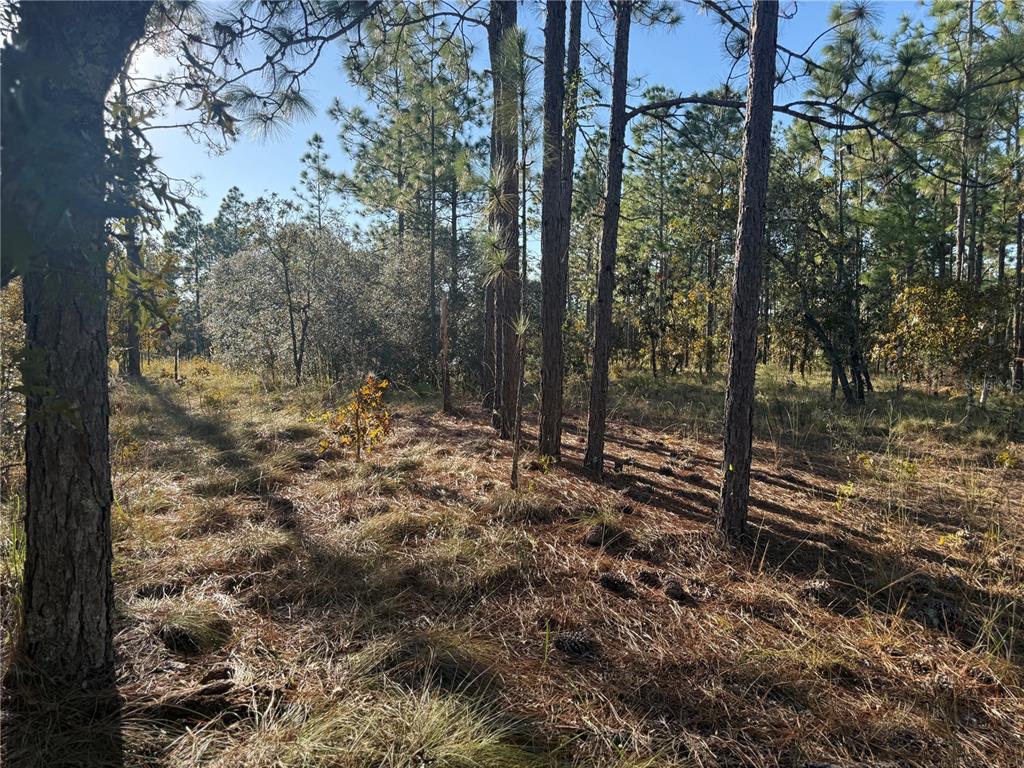 0 Southeast 73 Lane Morriston, FL 32668 - Photo 12 of 25