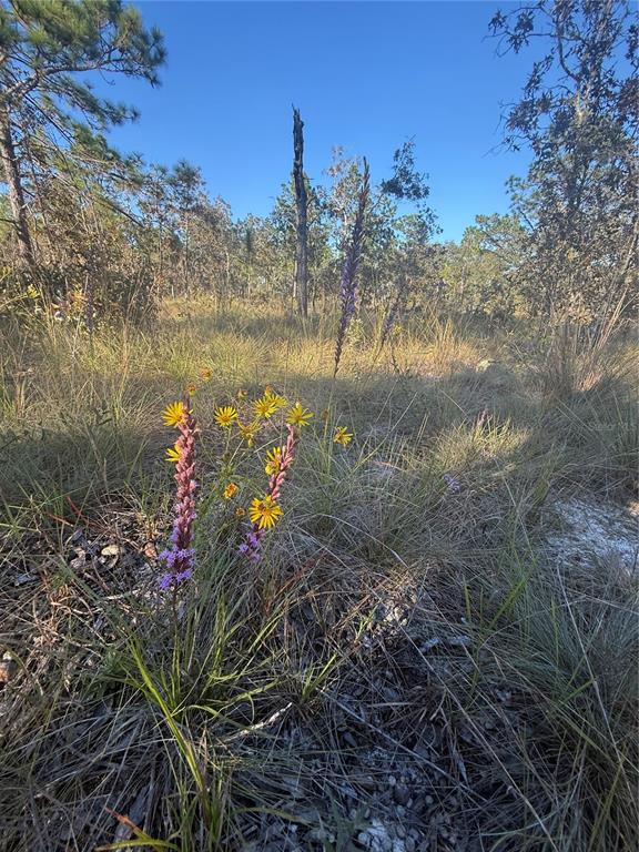 0 Southeast 73 Lane Morriston, FL 32668 - Photo 15 of 25