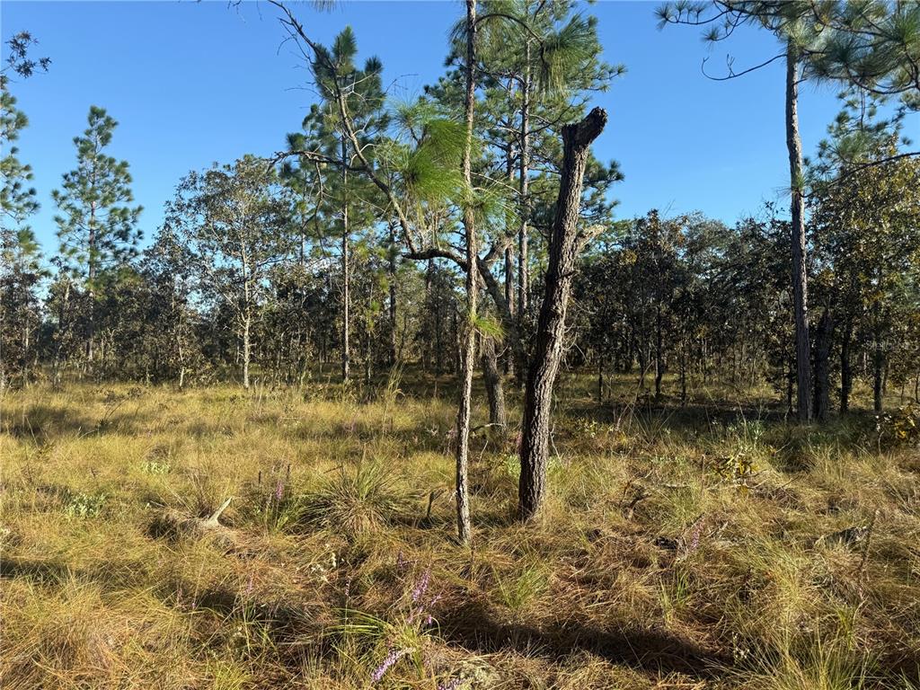 0 Southeast 73 Lane Morriston, FL 32668 - Photo 19 of 25