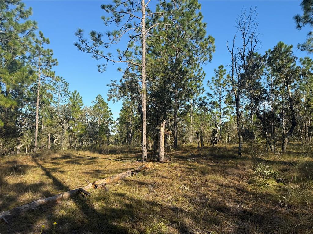 0 Southeast 73 Lane Morriston, FL 32668 - Photo 20 of 25