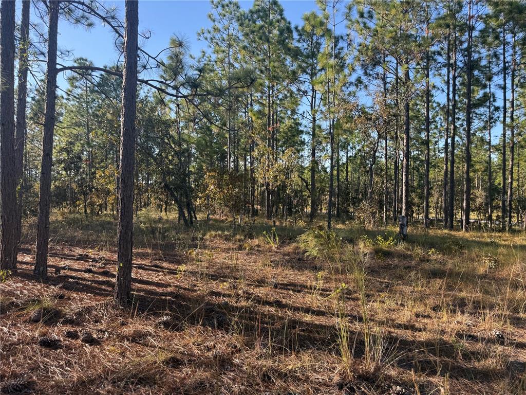 0 Southeast 73 Lane Morriston, FL 32668 - Photo 22 of 25