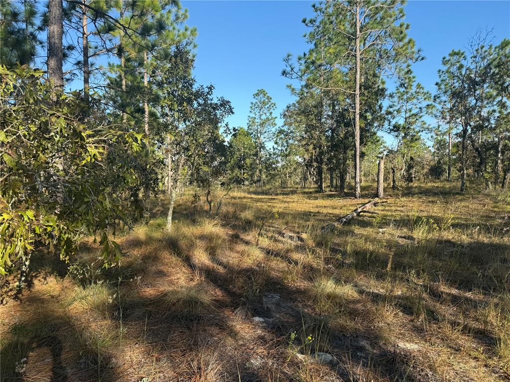 0 Southeast 73 Lane Morriston, FL 32668 - Photo 24 of 25