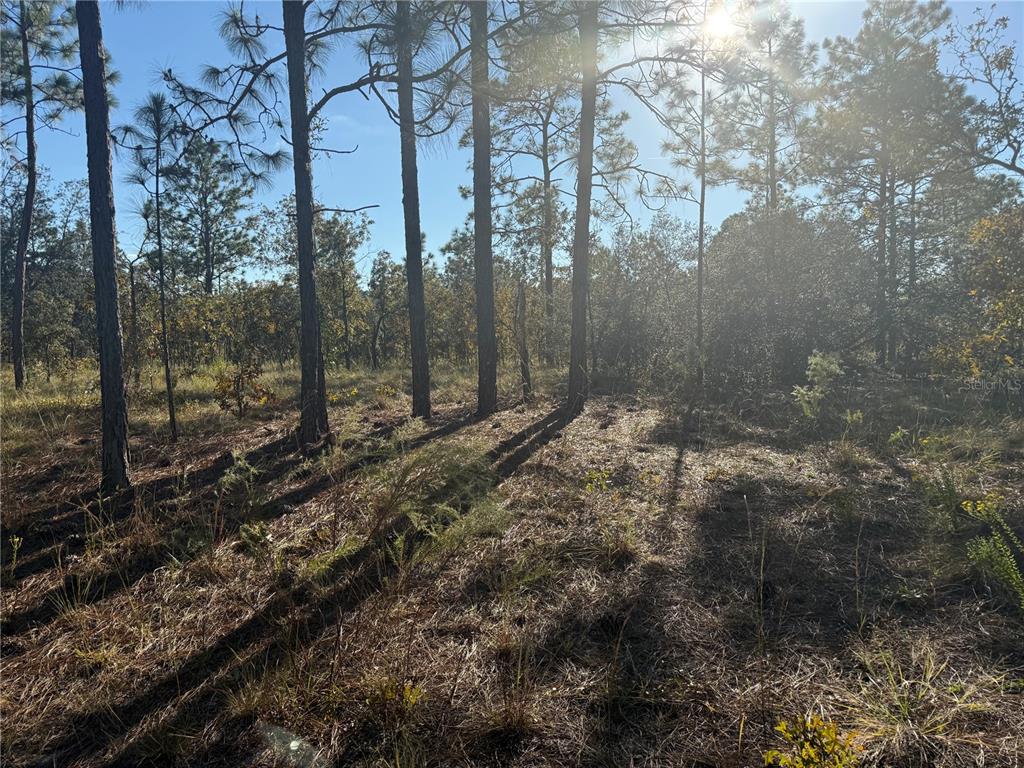 0 Southeast 73 Lane Morriston, FL 32668 - Photo 25 of 25