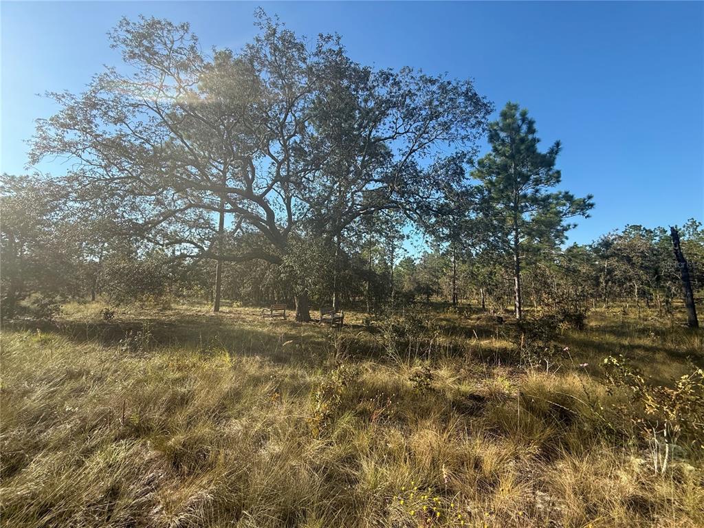 0 Southeast 73 Lane Morriston, FL 32668 - Photo 5 of 25