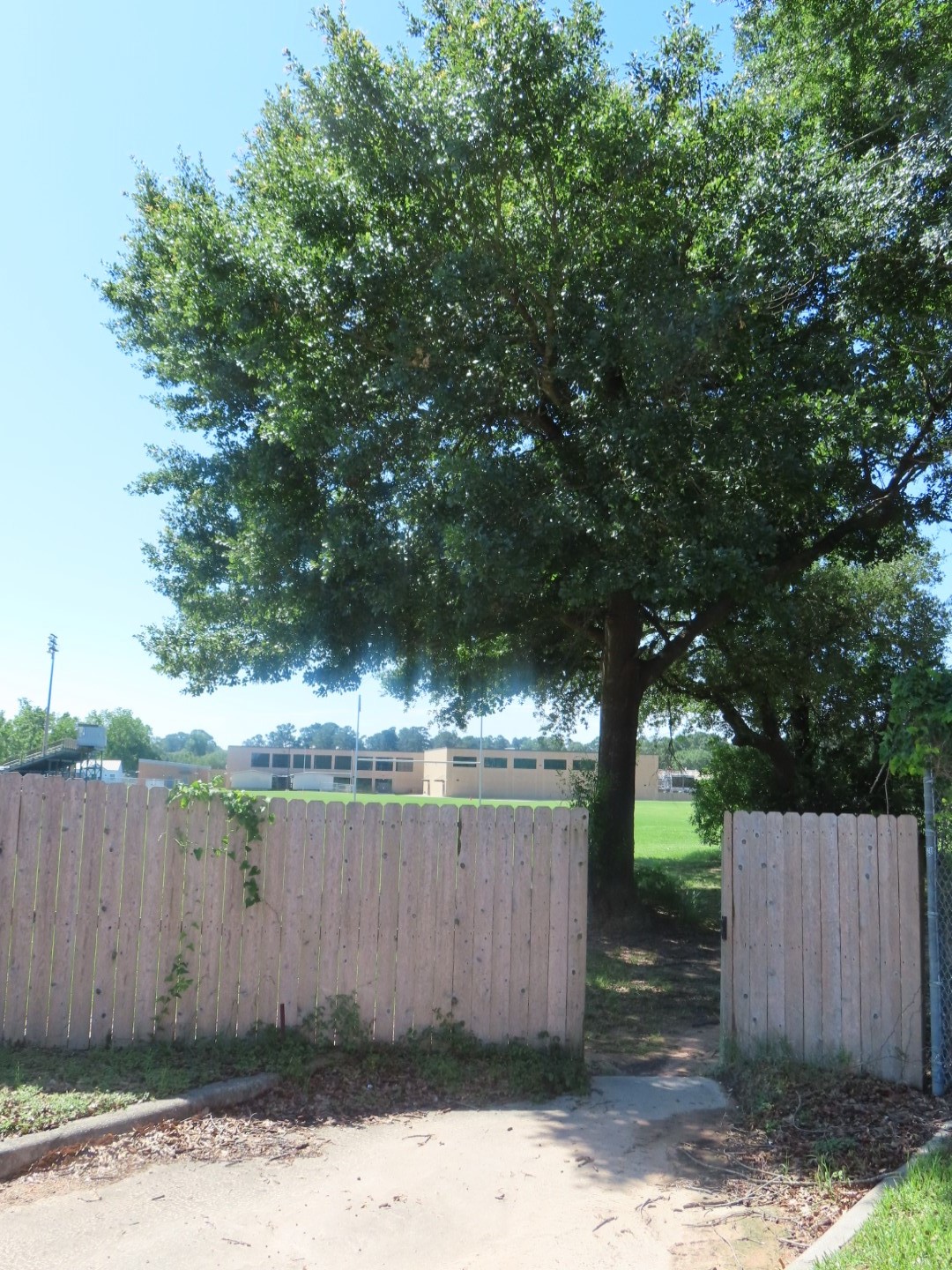 8419 Marchelle Lane Spring, TX 77379 - Photo 36 of 42 a view of a backyard