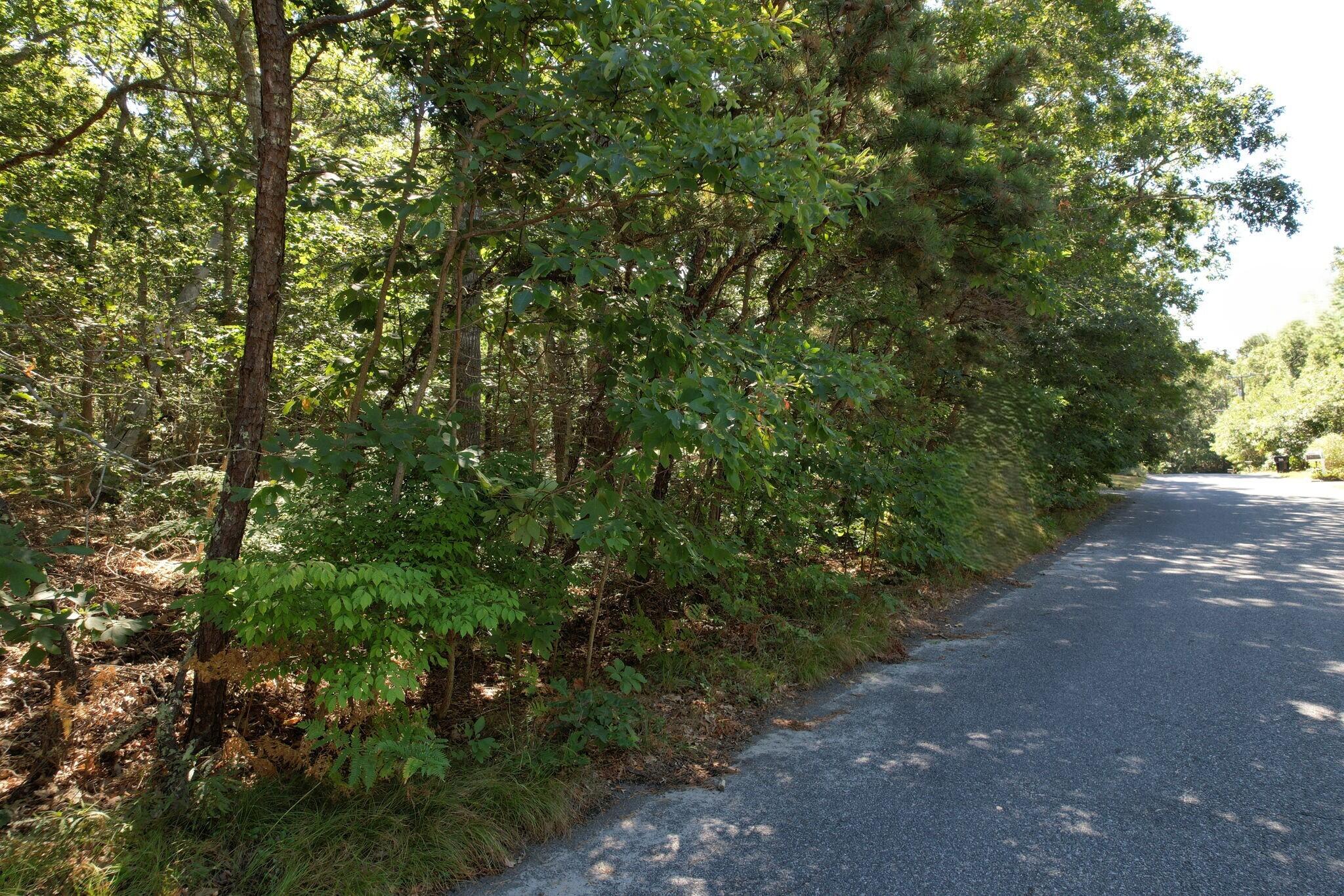 0 Commons Way Brewster, MA 02631 - Photo 7 of 13 a view of a forest with a tree